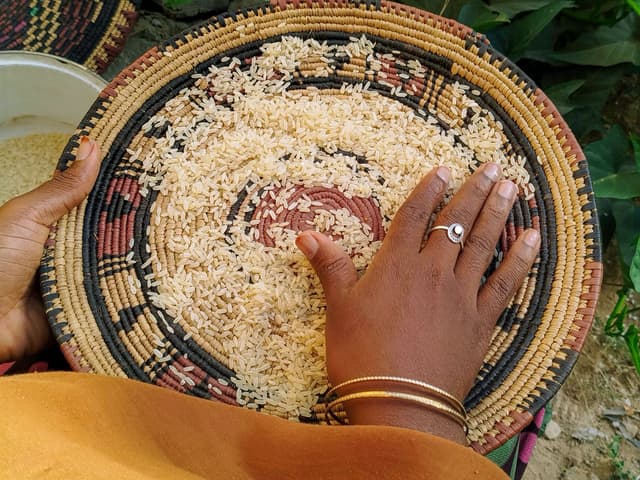 Le grain et le geste : l’art souverain du riz au Sénégal