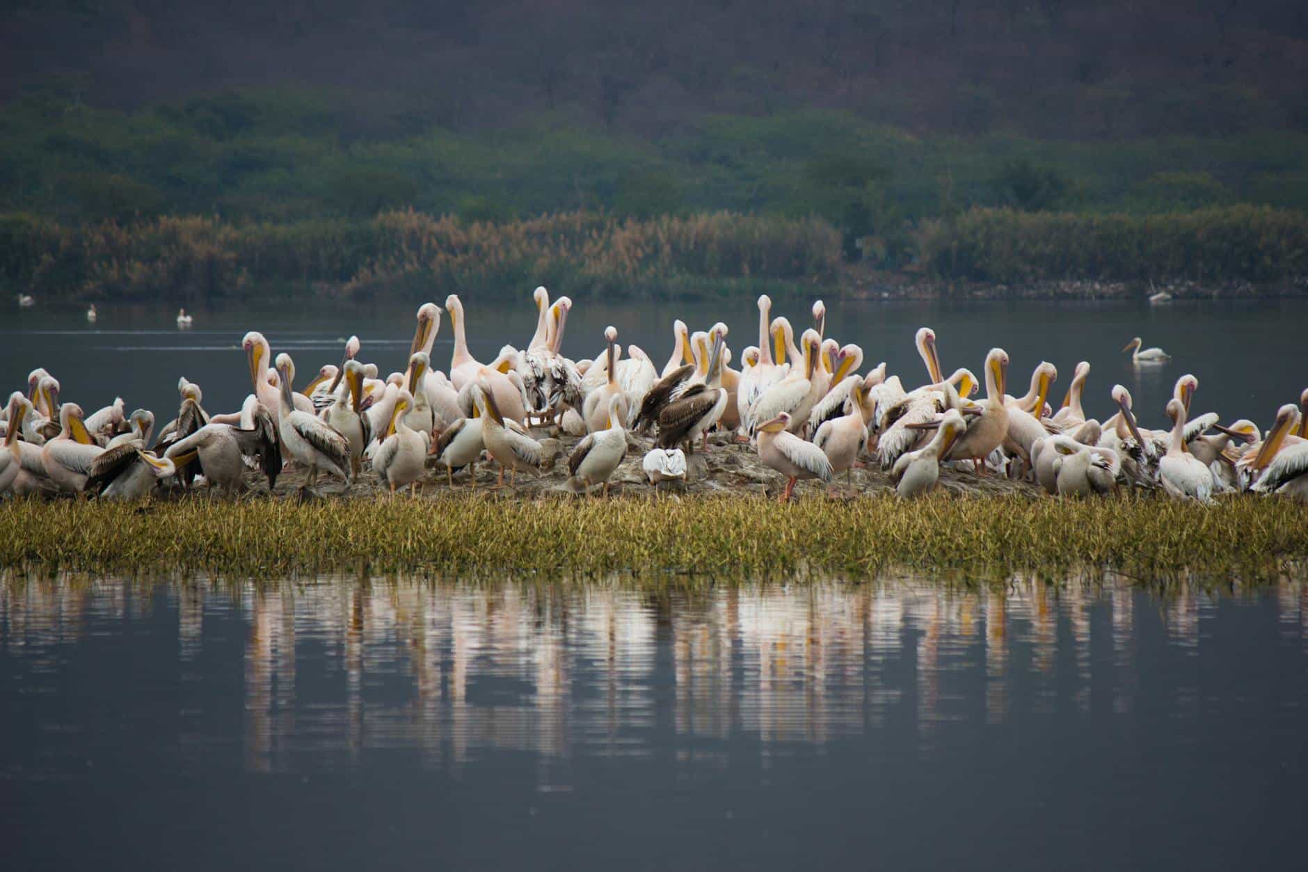 The Island of Birds: The White Silence of the Saloum