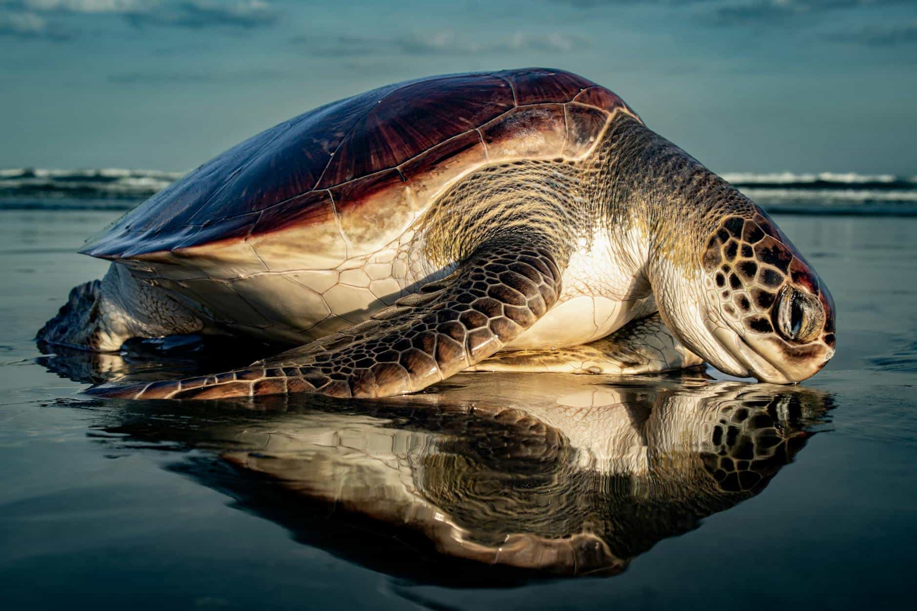 The Last Shore of the Turtles