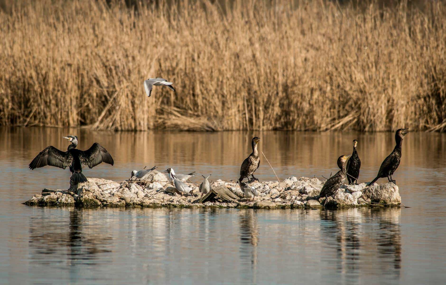 L'Île aux Oiseaux : le silence blanc du Saloum