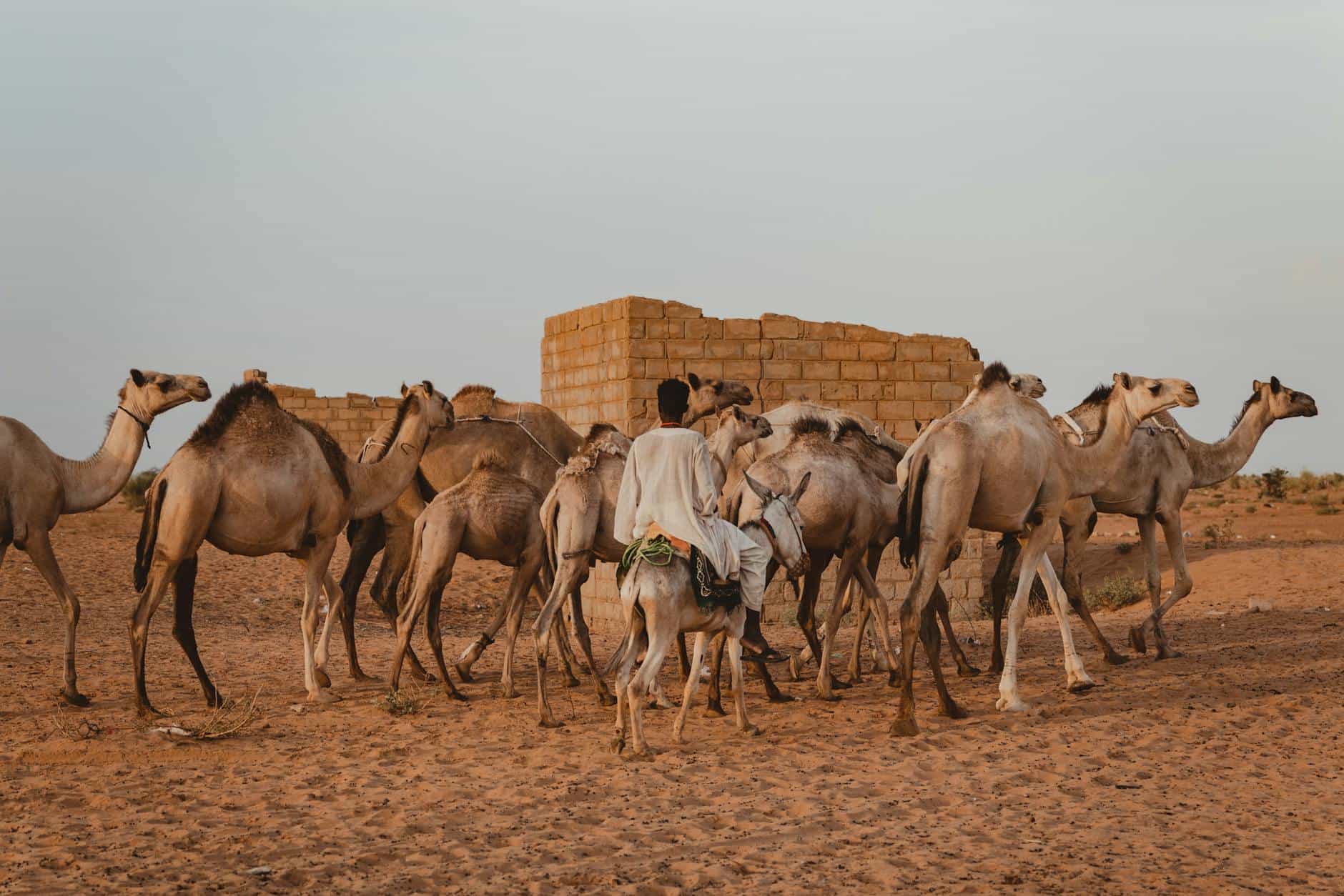 Le dernier chemin de sel : une traversée du désert mauritanien avec les caravaniers