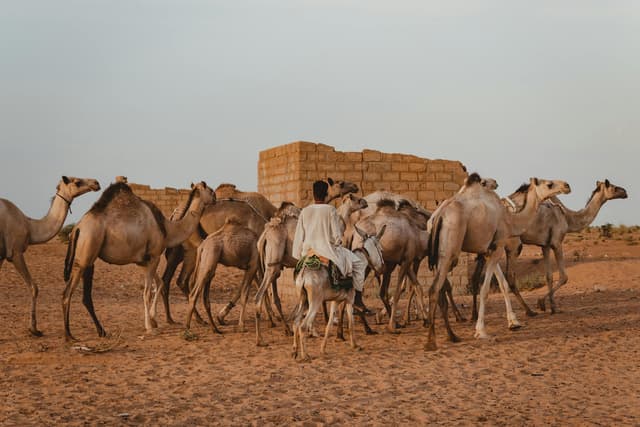 Le dernier chemin de sel : une traversée du désert mauritanien avec les caravaniers