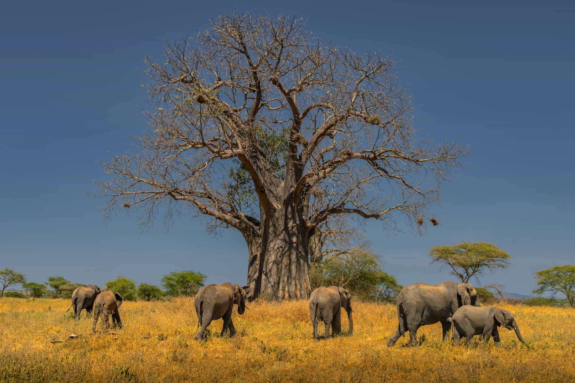 Les sentiers oubliés du Sénégal : sur la piste des baobabs et des légendes