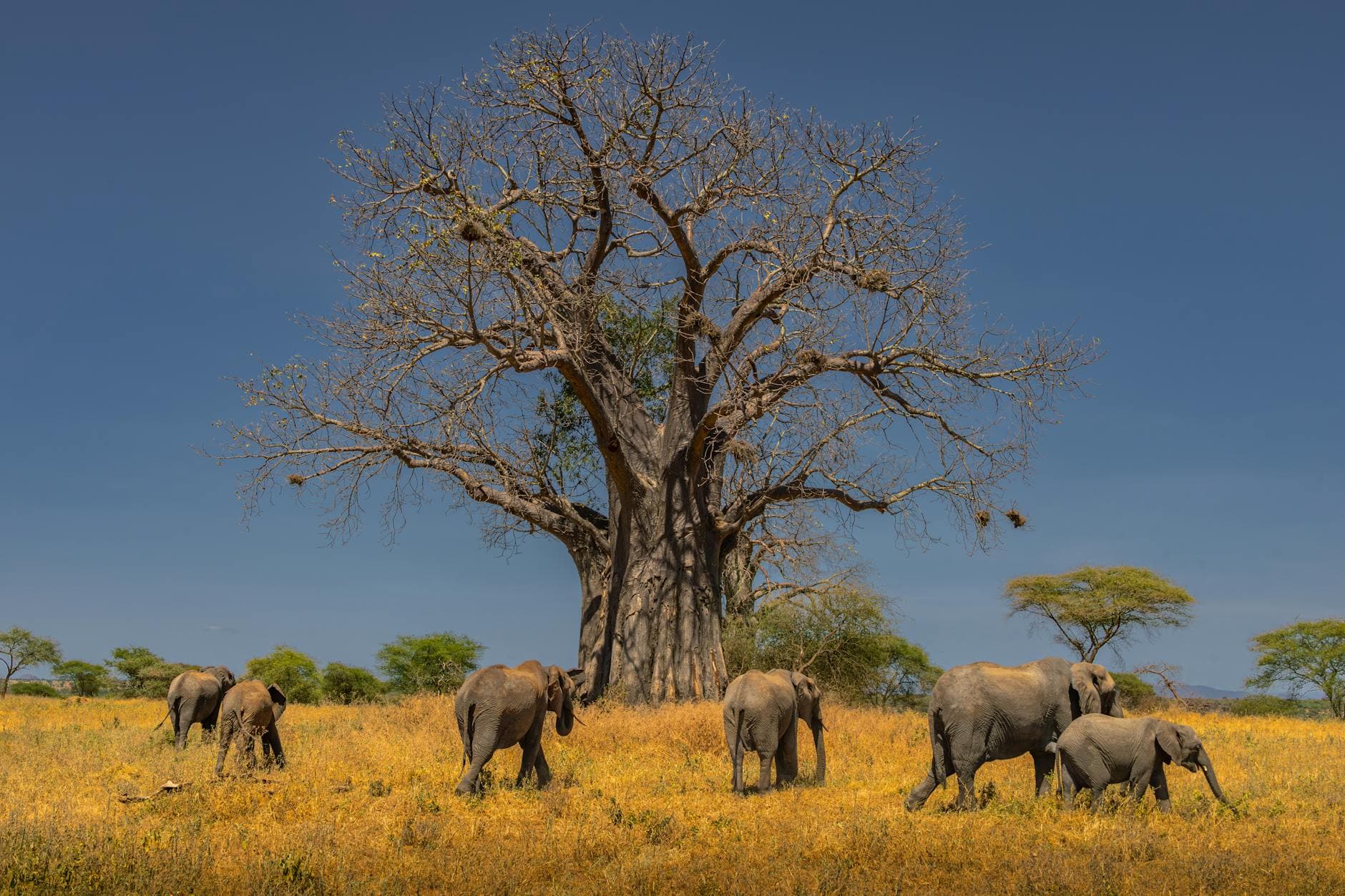Les sentiers oubliés du Sénégal : sur la piste des baobabs et des légendes