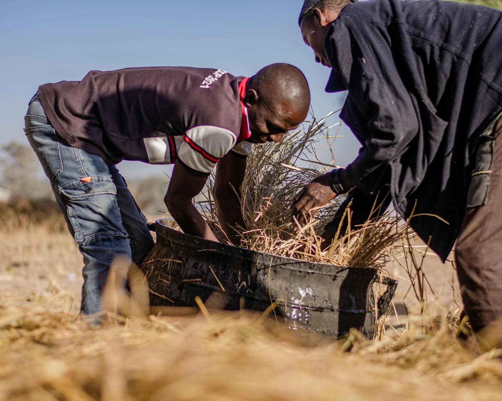 Chenilles mopane et termites : l’or comestible des villages du Limpopo