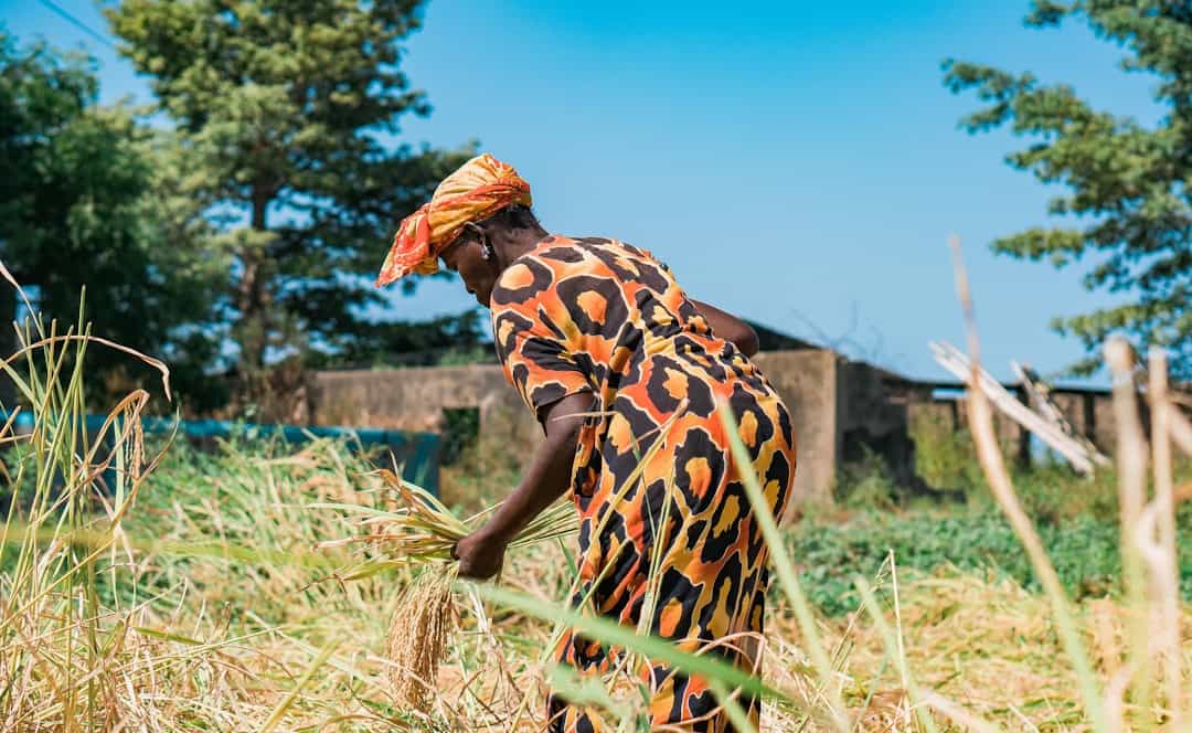 La dernière batteuse de Koulikoro