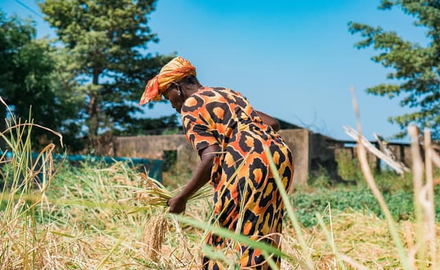 La dernière batteuse de Koulikoro