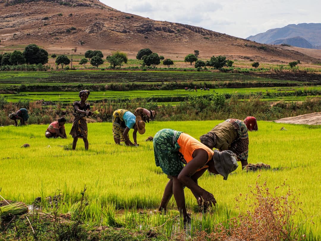 The Harvest Mindset: How African Entrepreneurs Think in Seasons